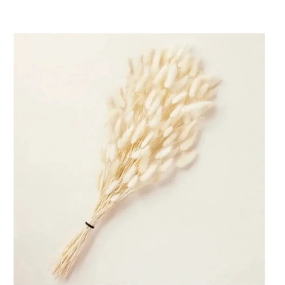 Hearth and Hand with Magnolia Preserved Bunny Tail Grass Stems Fall NEW WITH TAG